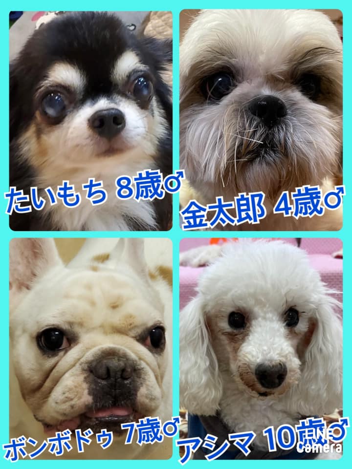 🐾今日の里親様募集中ワンコ🐶メンバーです🐾2021,10,30